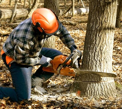 Tree Removal in New Augusta, MS